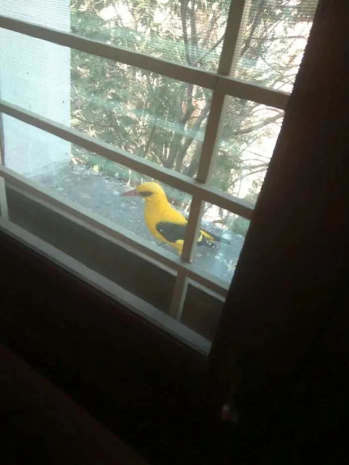 My 2nd Floor Friend