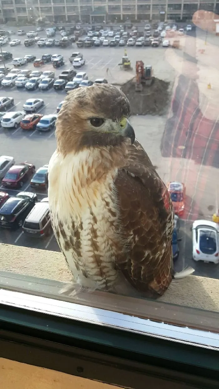 I Work On The 5th Floor And I Have A Visitor, Too