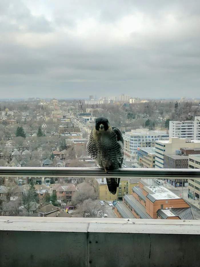 I Too Have A Buddy Who Visits Me At Work