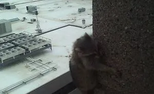 There's A New Trend Where People Share Unusual Friends Visiting Their Windows, And We Can't Get Enough