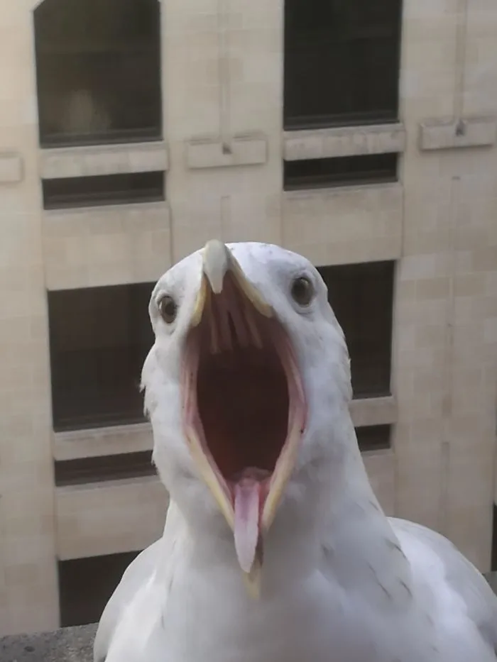 I've Also Got A Bird Friend Who Comes To My Office Window - Today Sid Stuck His Tongue Out At Me!