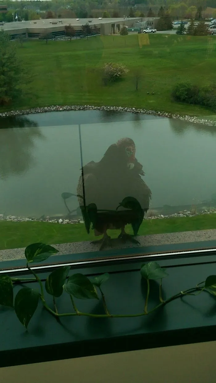 Scary Bird Showed Up