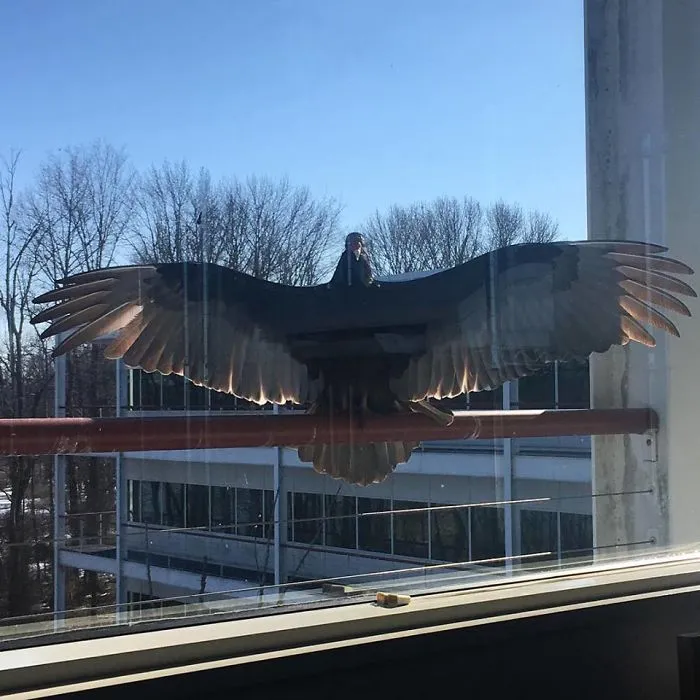 My Sister's Office Features This Giant Friend Outside The Window. Most Days He Watches And Stares. Today He Tried To Either Intimidate Her... Or Give Her A Hug