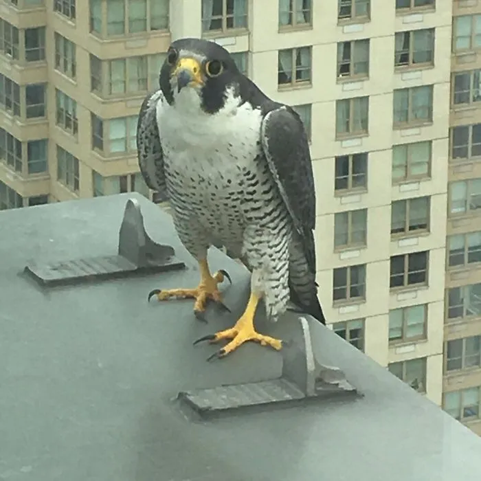 I Also Have A 31st Floor Friend