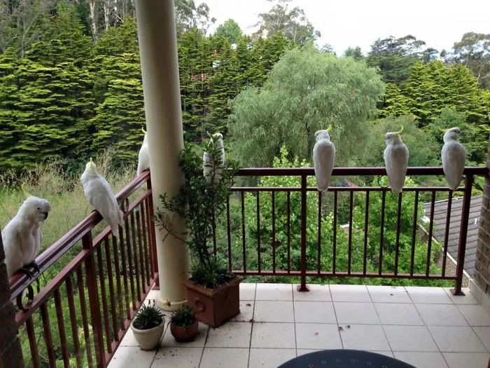 2nd Floor Friends In Australia