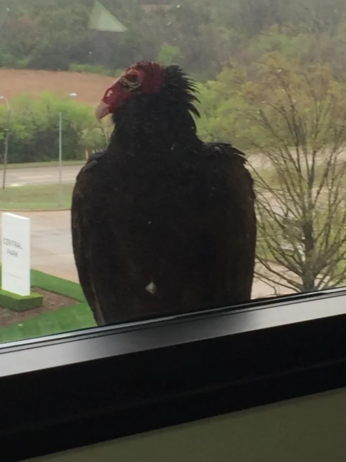 My Dad’s Window Friend Is A Vulture