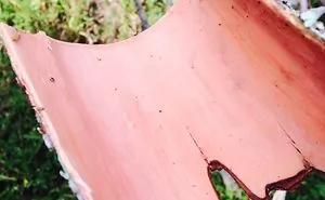 51 Pics That Reveal The Rarely Seen Side Of Common Things