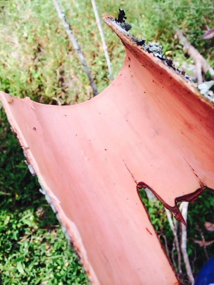 This Is What Cinnamon Looks Like When It's Fresh Cut From The Tree