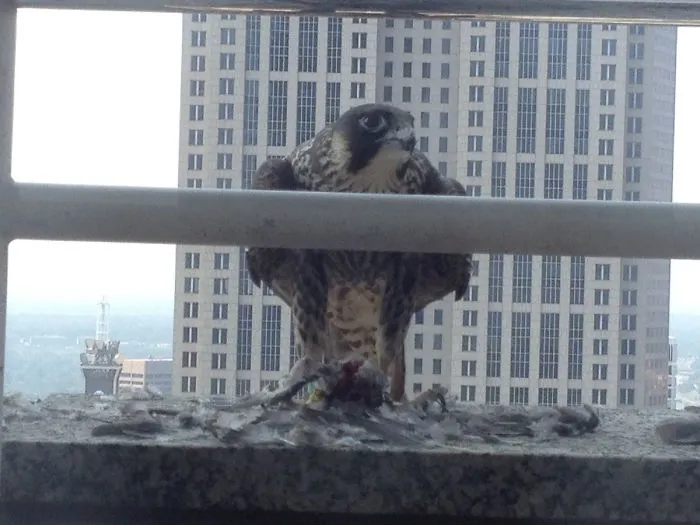 This Guy Landed Outside My Office Window And Brought Lunch. Awesome