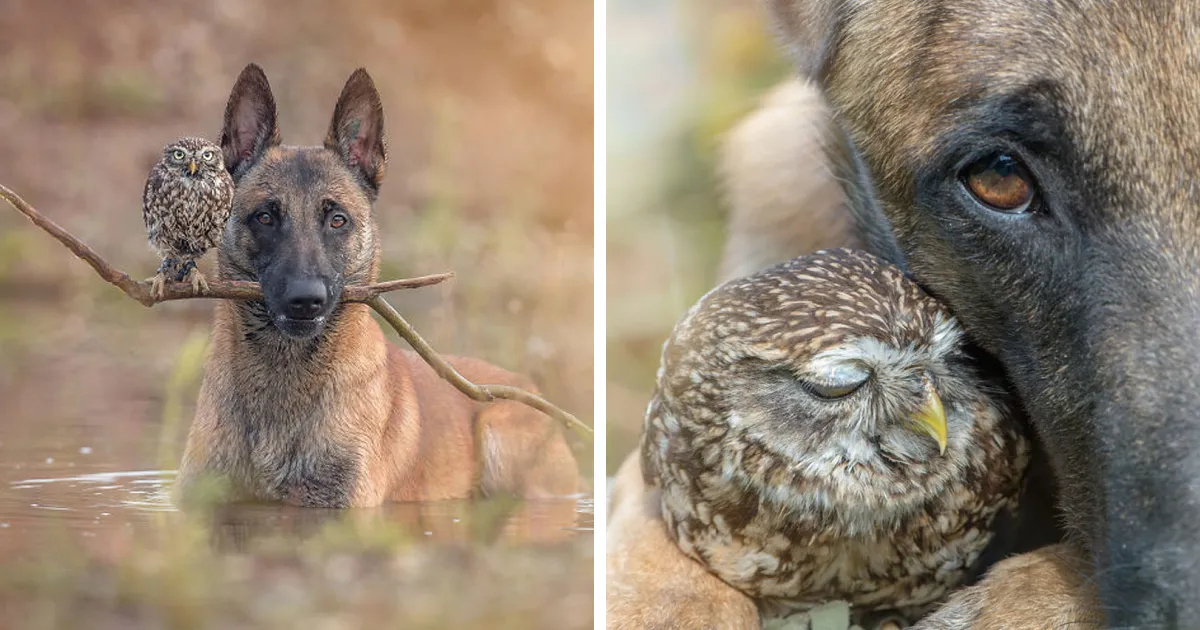 30+ Fotos del perro Ingo y sus amigos búhos que son lo único que necesitas ver hoy