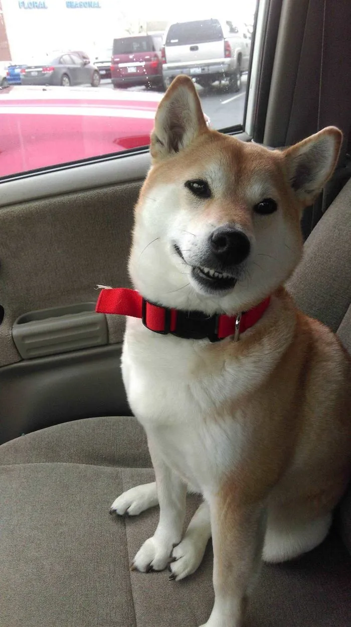 Le dije que fuera valiente en el veterinario y me ha puesto esta cara