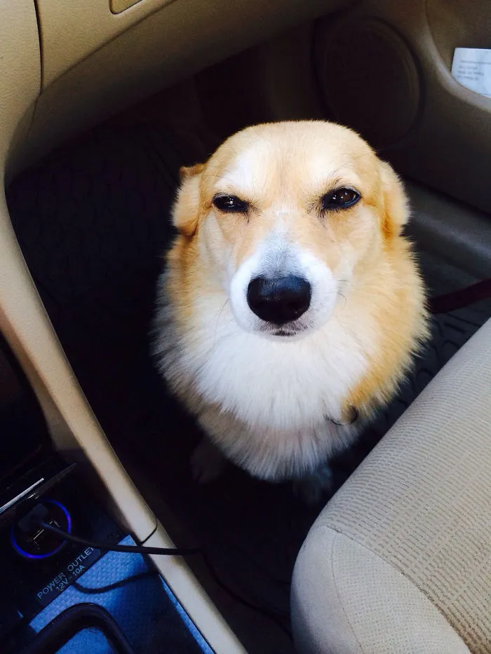 El corgi tiene sospechas