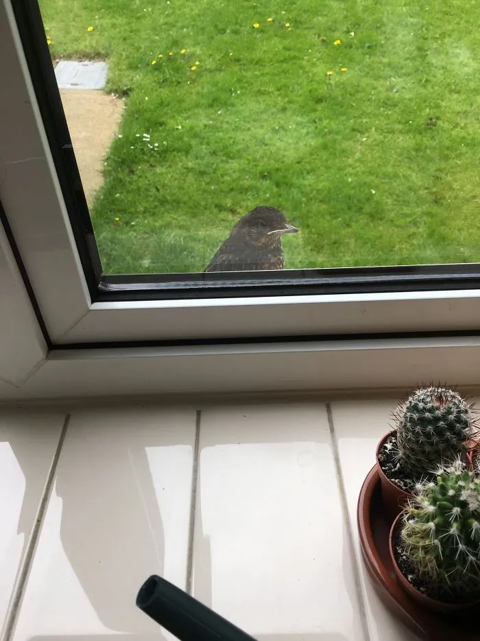 At The Kitchen Window, Just A Very Young Black Bird.