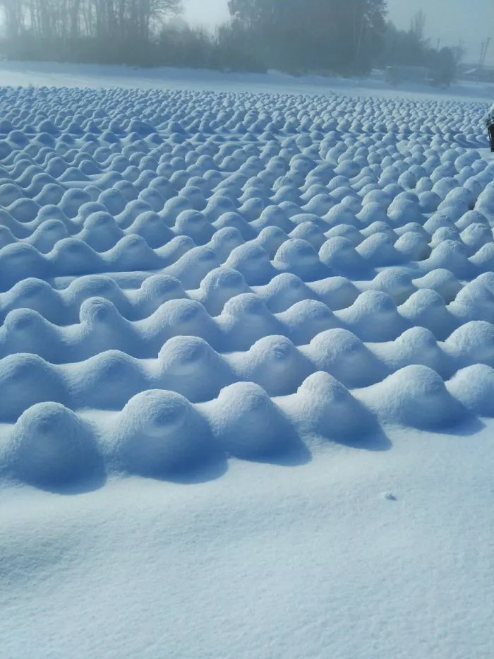 Cae una fuerte nevada en Tokyo y los resultados son los que todos esperábamos