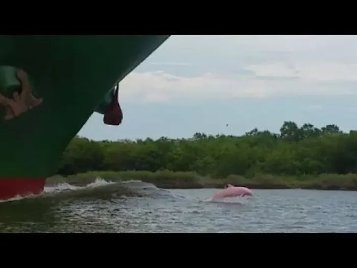 Couple Out For A Relaxing Boat Ride Accidentally Catch One Of The Rarest Creatures On Earth