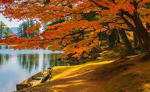 Craze For The Colorful Maple Leaves In Japan