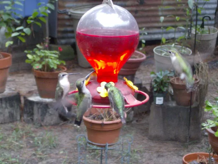 They Usually Fight For Dominance But There Were Just Too Many For Her (One Flying On Right) To Fight Off.