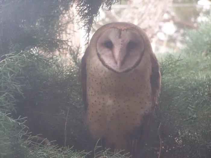 Owl Be Seeing You!