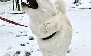 My Husky Zeus Lives In North Carolina, This Is His First Time Seeing Snow.