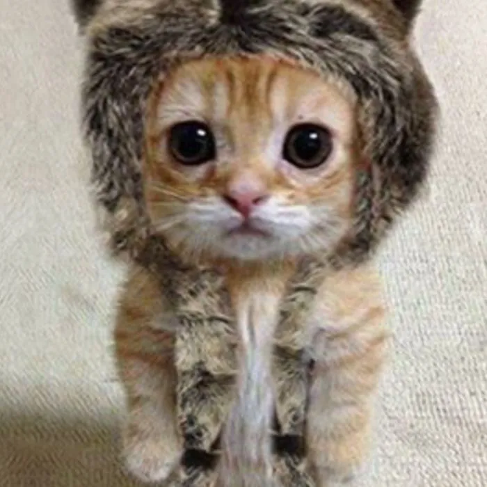 I Can’t Stop Laughing At This Cat 😂😂😂😂😂