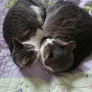Gilbert and Rosie