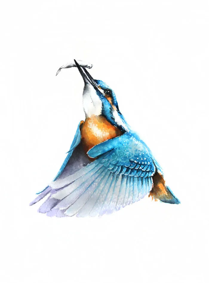 Kingfisher 