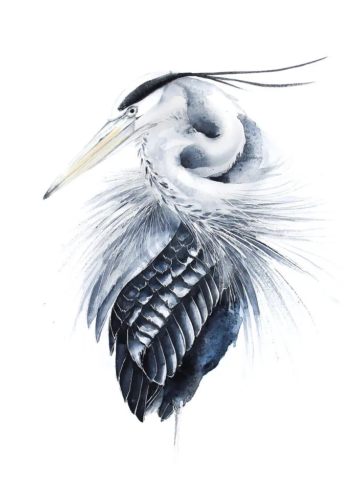 Grey Heron