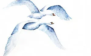 Flying Birds Always Aroused My Admiration, Which Is Why I Want To Illustrate Them