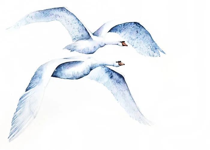 Mute Swans
