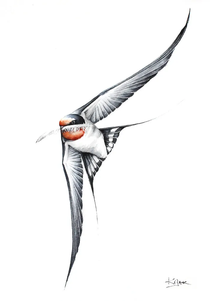 Barn Swallow