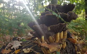A Day In The Forest.