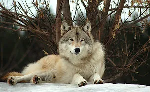 I Shoot Dog-Like Animals And Here Are A Baker's Dozen Why!