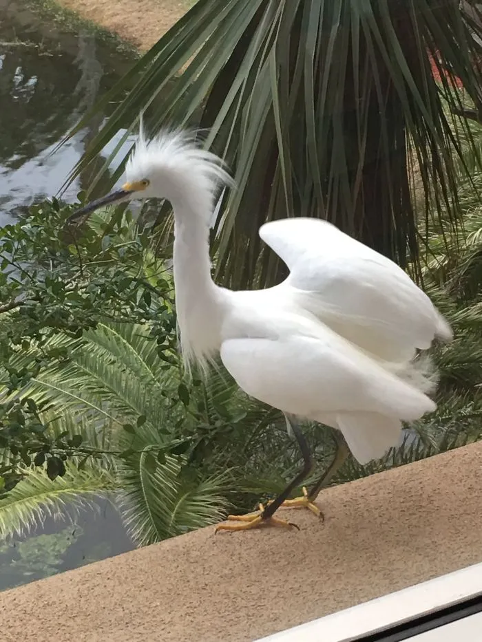 Here’s My Visitor Today!  Location:  Ponte Vedra Beach, Fl