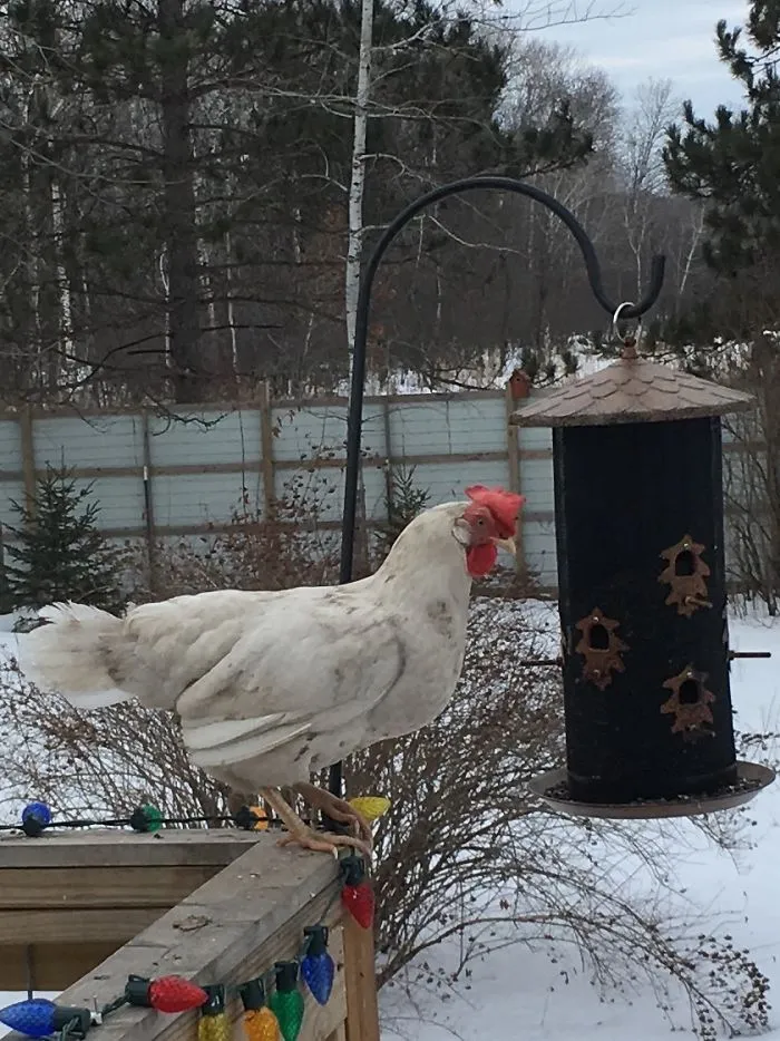 Got A Weird Looking Chickadee At Our Second Floor Feeder