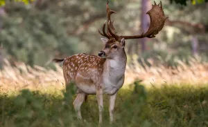 I Photographed Deer At The Dublin Phoenix Park