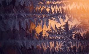 I'm An Adirondack Photographer And More Inspired By The Ice On My Windows Than The Mountain Views