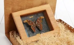 Real Butterflies Framed By Pinwings