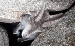 We Saved A Mountain Goat That Was Stuck Hanging In The Air By Its Horns