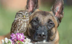 These 50 Photos Of Ingo The Dog And His Owl Friends Is The Only Thing You Need To See Today