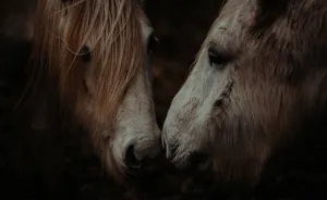 In Scotland I Met Mystical Highland Ponies Who Seemed Like Ghosts