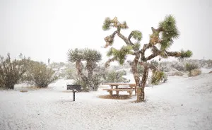 Snow In Joshua Tree National Park