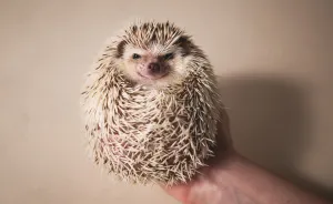 Hangry Haru The Hedgehog