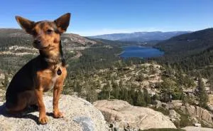 Dora Dog The Explorer