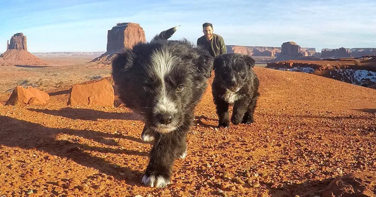 Este hombre encontró 2 cachorros abandonados en medio del desierto y se los llevó a un viaje épico