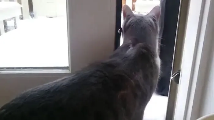 Cat Is All Of Us In Winter
