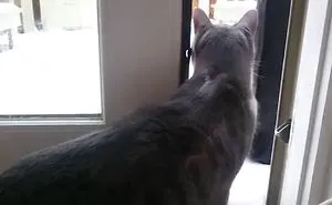 Cat Is All Of Us In Winter