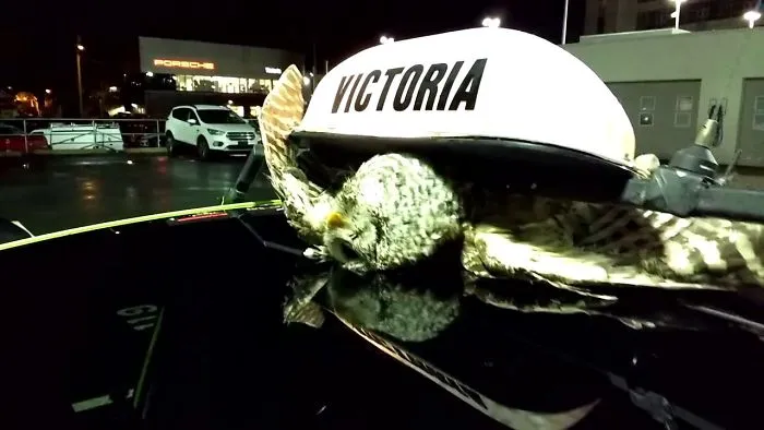 Hitchhiking Owl