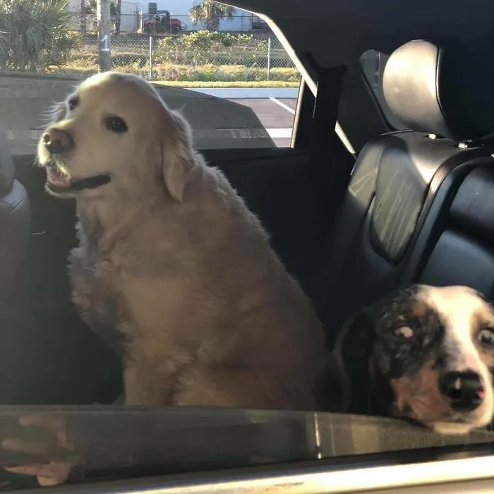 Bagel Shop Employee Photographs Dogs That Come To Her Drive-Thru, And Their Facial Expressions Say It All