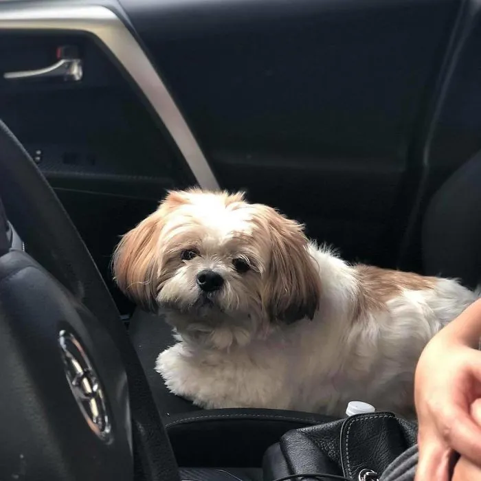 Esta empleada de una tienda de bagels retrata a los perros que llegan por el servi-carro, y sus caras lo dicen todo