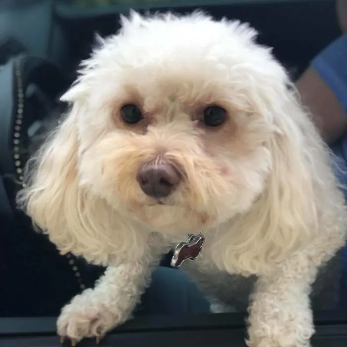 Esta empleada de una tienda de bagels retrata a los perros que llegan por el servi-carro, y sus caras lo dicen todo